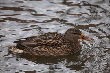 Suda yüzen dişi yaban ördeği.