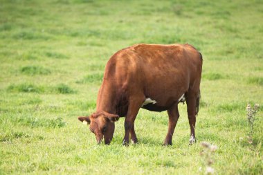 Finlandiya 'da sonbahar günü yeşil çiftlik otlaklarında otlayan inekler.