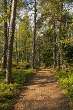 Sonbaharda gökyüzünde bulutlar olan ormanda yol manzarası, Kaitalahti, Helsinki, Finlandiya.