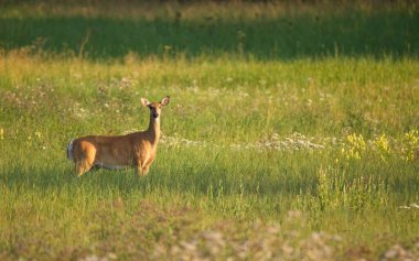 Beyaz kuyruklu geyik (odocoileus virginianus) güneşli yaz mevsiminde çimenlikte sergilenir.
