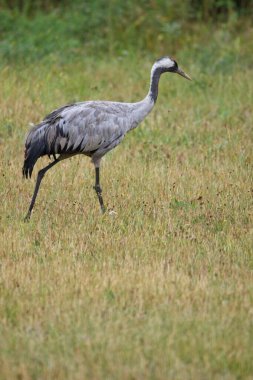 Yazın Rymattyla, Finlandiya 'da yaygın turna avcılığı.
