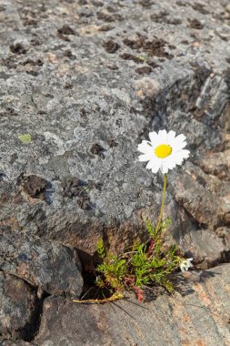 Güneşli yaz mevsiminde kayalık deniz kıyısında yetişen sahte yosun (tripleurospermum maritimum).