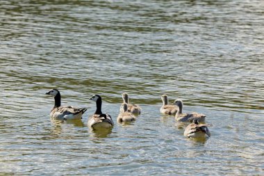 Barnacle Goose (branta ieucopsis) ailesi yazın denizde yüzer.
