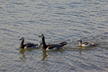 Barnacle Goose (branta ieucopsis) ailesi yazın denizde yüzer.