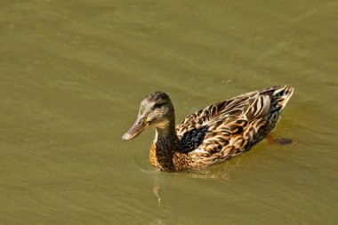 Yaban ördeğinin yaz aylarında Stortrask Gölü, Sipoonkorpi Ulusal Parkı, Finlandiya 'da su yüzeyine yakın duruşu.