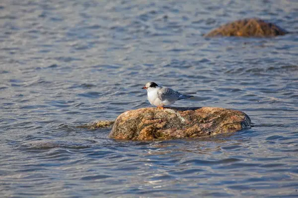 Genç deniz feneri (sterna hirundo) yazın deniz kıyısındaki kayalarda oturur..