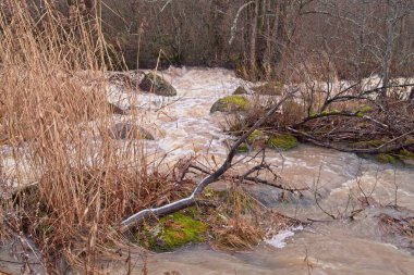 Çılgın nehirdeki ağaç dalı.