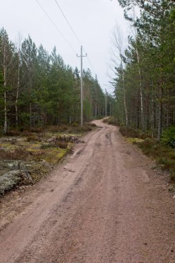 Finlandiya, Pyhtaa, Kaunissaari adasında ağaçlarla çevrili çakıl yolu.