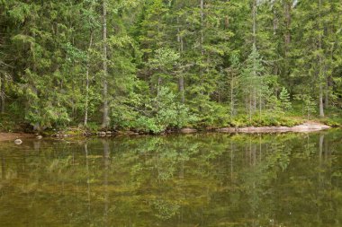 Göl ve orman manzarası, Nuuksio Ulusal Parkı, Finlandiya.