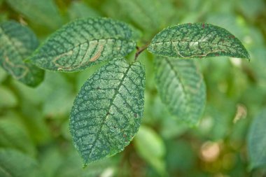 Yazın ormanda yeşil yapraklar.