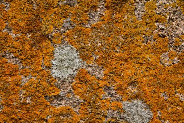 Kaya yüzeyinde liken doğal dokusu.
