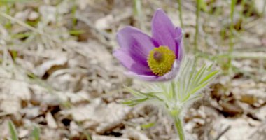 Kilise avlusunda çiçek açan bayat çiçek (Pulsatilla vulgaris), Kumlinge, Ahvenanmaa, Finlandiya.