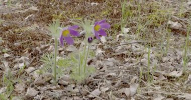 Kilise avlusunda çiçek açan bayat çiçek (Pulsatilla vulgaris), Kumlinge, Ahvenanmaa, Finlandiya.