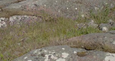 Yazın Herrskatan, Lemland, Ahvenanmaa, Finlandiya 'da otlar ve kayalar.