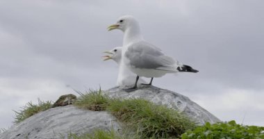 Norveç 'in Hornoya adasındaki kuş uçurumunda dinlenen siyah bacaklı kedi yavruları (Rissa tridactyla).