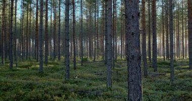 Sonbaharda Makkaralammi 'de orman manzarası, Rayskala, Finlandiya.
