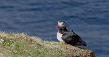 Atlantik martısı (