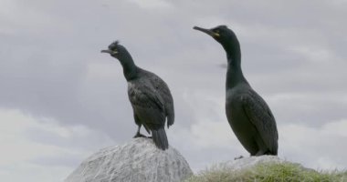 Karabataklar (Phalacrocoracidae) Norveç 'in Hornoya adasındaki kuş uçurumunda dinlenirler..