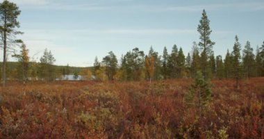 Njurkulahti, Inari, Lapland, Finlandiya 'da sonbahar manzarası.