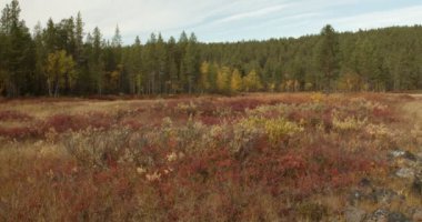 Sonbaharda Isopaanne, Inari, Lapland, Finlandiya 'da vahşi doğa manzarası.