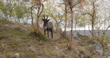 Geyik sonbaharda Kilpisjarvi, Enontekio, Finlandiya 'da otluyor..