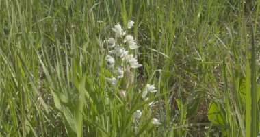 Çiçek açan yaşlı orkide (Dactylorhiza sambucina) Nato doğa rezervi, Nato, Ahvenanmaa, Finlandiya.