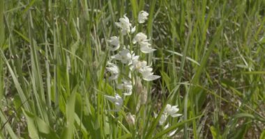 Çiçek açan yaşlı orkide (Dactylorhiza sambucina) Nato doğa rezervi, Nato, Ahvenanmaa, Finlandiya.