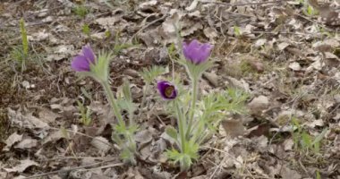 Kilise avlusunda çiçek açan bayat çiçek (Pulsatilla vulgaris), Kumlinge, Ahvenanmaa, Finlandiya.