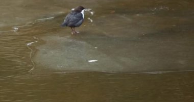 Vantaankoski, Vantaa, Finlandiya 'nın akarsularından geçen bir su kuşu olarak da bilinen donmuş buzlu kış nehri (Cinclus cinclus),.