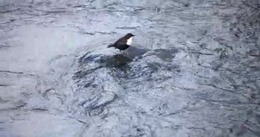 Vantaankoski, Vantaa, Finlandiya 'nın akarsularından geçen bir su kuşu olarak da bilinen donmuş buzlu kış nehri (Cinclus cinclus),.