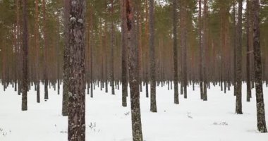 Ağaç manzaralı kış ormanı, karla kaplı zemin, Hailuoto, Finlandiya.