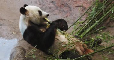 Sevimli dev panda (Ailuropoda melanoleuca) 'ya da yakın plan Çin' in merkezine özgü olan panda bambu filizleri yemekle meşgul..