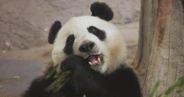 Sevimli dev panda (Ailuropoda melanoleuca) 'ya da yakın plan Çin' in merkezine özgü olan panda bambu filizleri yemekle meşgul..