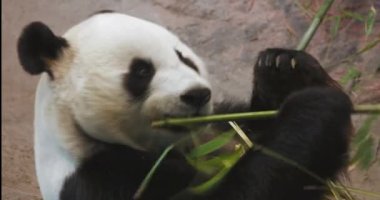 Sevimli dev panda (Ailuropoda melanoleuca) 'ya da yakın plan Çin' in merkezine özgü olan panda bambu filizleri yemekle meşgul..