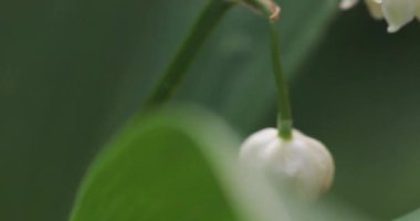 Vadideki zambak çiçekleri (Convallaria majalis) yaz mevsiminde çiçek açar..