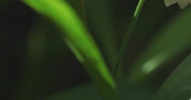 Vadideki zambak çiçekleri (Convallaria majalis) yaz mevsiminde çiçek açar..