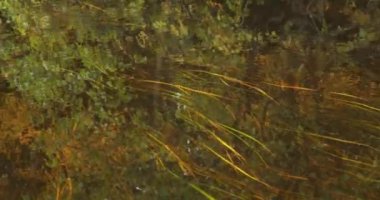 Sonbaharda temiz suda akan nehirde su bitkileri kıvrılır..