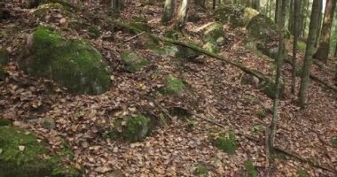 Sonbaharda yere düşen yaprakların olduğu orman manzarası, Nuuksio Ulusal Parkı, Finlandiya. 