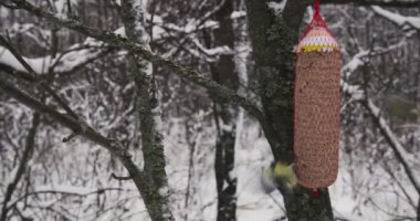 Eurasian blue tit (cyanistes caeruleus) are a common sight at bird feeding station in winter months, Finland.