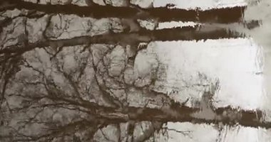 Brobackaan nehir yüzeyindeki ağaçların yansımaları, Espoo, Finlandiya.