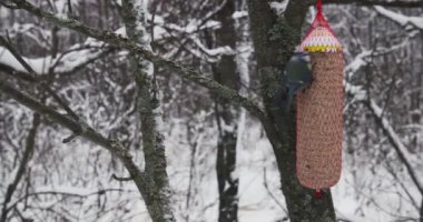 Eurasian blue tit (cyanistes caeruleus) are a common sight at bird feeding station in winter months, Finland.