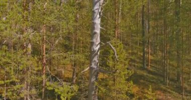 Finlandiya 'nın Suomussalmi kentindeki Hossa Ulusal Parkı' nda kurumuş ve kabuğunu kaybetmiş eski bir çam olan bobinin havadan yakın çekimi..