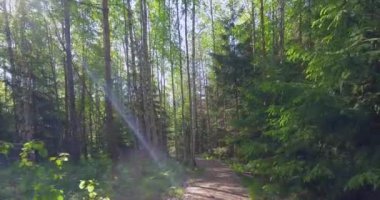 POV yazın Nupuri Doğa Yolu 'nda, Nupuri, Espoo, Finlandiya.