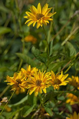 Heliopsis heliantoidlerine yakın çekim alanı (