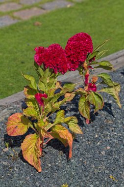 Celosia argentea plumosa, papağangiller familyasından tropikal kökenli tropikal bir bitki türü olup, genellikle kuş tüyü horozibiği veya gümüş horoz tarağı olarak bilinir..