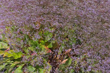 Limonyum platyphyllum (geniş yapraklı istatikler veya çiçekçi deniz lavantası), tomurcukgiller (Felidae) familyasından bir bitki türü..
