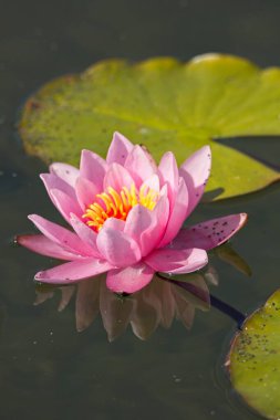 Nistaea marliacea carnea 'nın yakın çekimi dinç, gün açan, uzun övünebilen yuvarlak bronz yapraklardır..