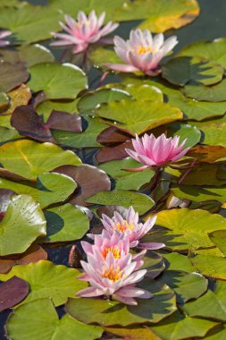 Nistaea marliacea carnea 'nın yakın çekimi dinç, gün açan, uzun övünebilen yuvarlak bronz yapraklardır..