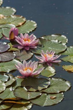 Closeup of nyphaea marliacea carnea is a vigorous, day-blooming aquatic perennial boasting rounded bronze leaves. clipart