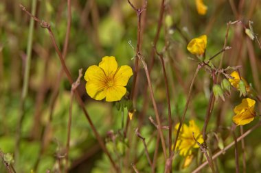 Oksalis valdiviensis, Şili sarı-sorrel, bir oksalis türüdür..